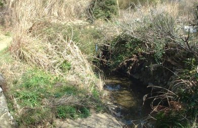 しわの川